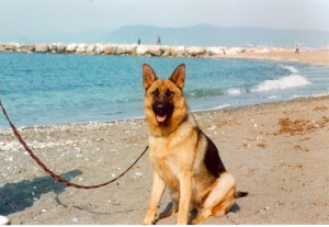 immagine del cane Kita